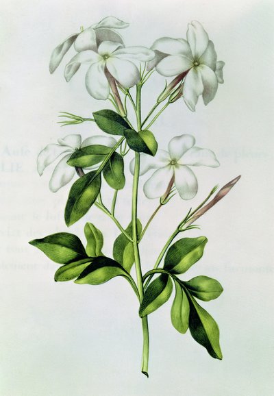 Jasmine (from 